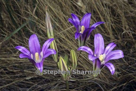 brodiaea elegans ssp elegans 2 graphic